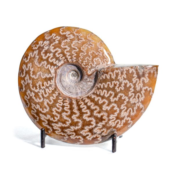 Polished Sutured Ammonite - 4.73  Cleoniceras Sale