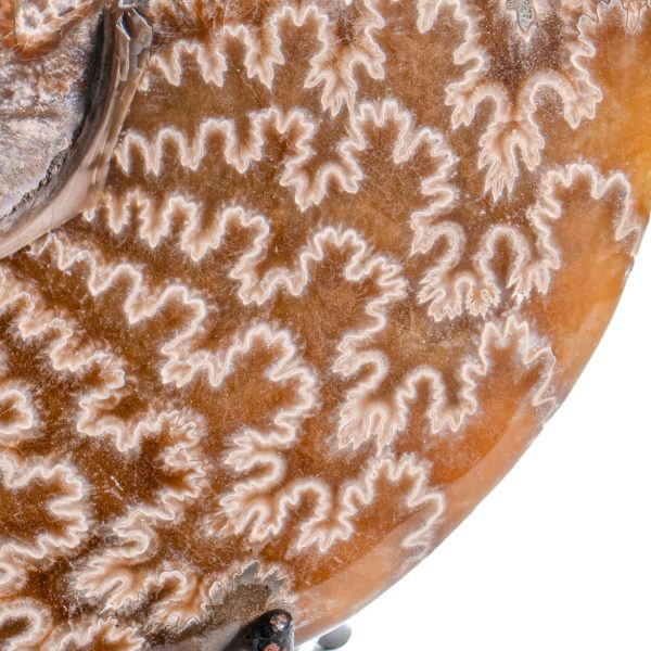 Polished Sutured Ammonite - 4.73  Cleoniceras Sale - Image 3