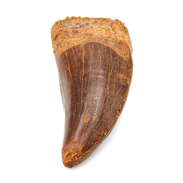 Carcharodontosaurus Tooth - 2.50  Hot on Sale - Image 2