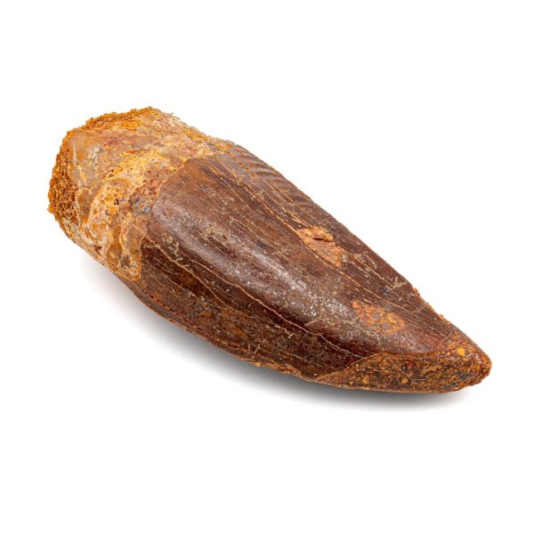 Carcharodontosaurus Tooth - 2.50  Hot on Sale