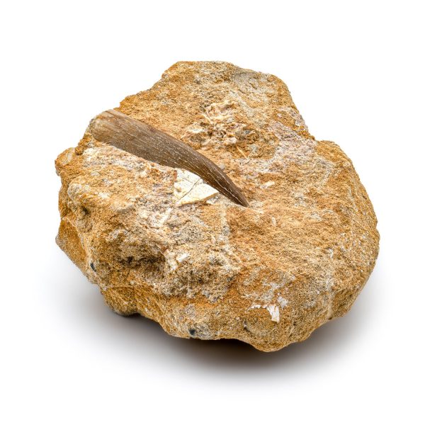 Plesiosaur Tooth in Matrix - 1.94  Online now