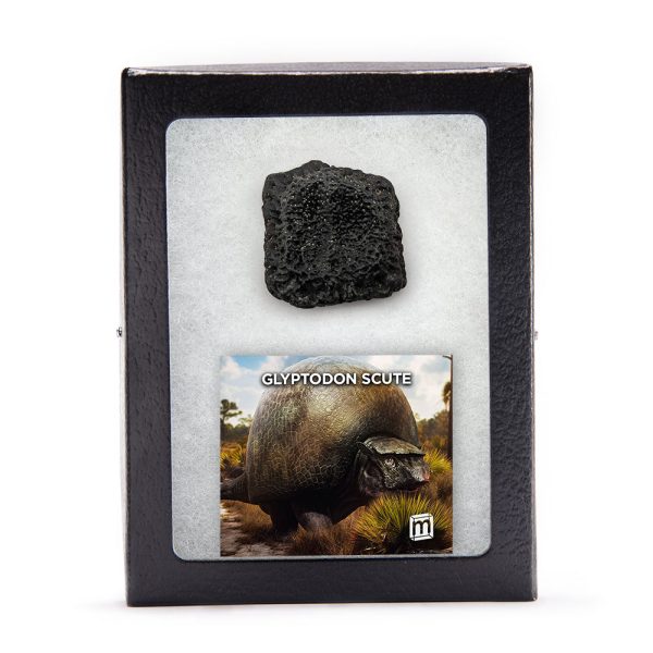 Glyptodon Scute - Hand-Held Specimens on Sale - Image 2
