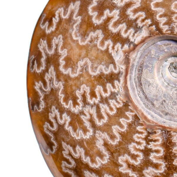 Polished Sutured Ammonite - 4.73  Cleoniceras Sale - Image 2