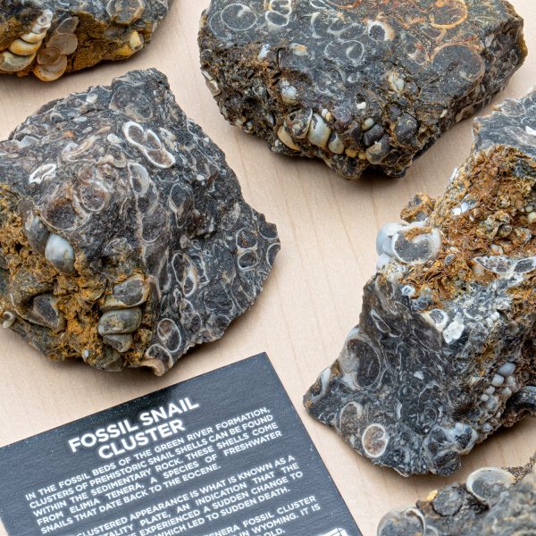 Fossil Snail Clusters Supply - Image 2