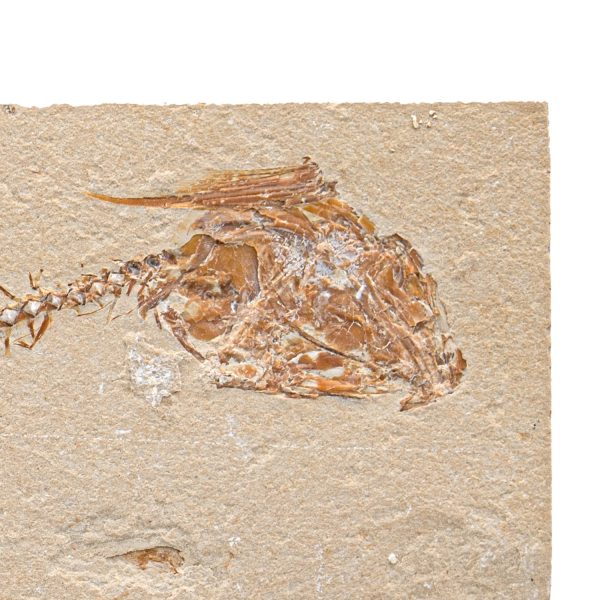 Cretaceous Era Fossil - Nematonotus 7.63  - Sannine Formation For Cheap - Image 3