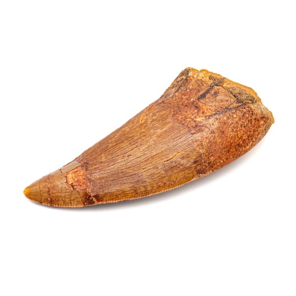Carcharodontosaurus Tooth - 2.38  Online Hot Sale - Image 3
