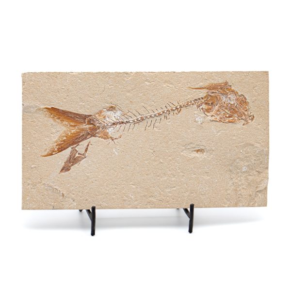 Cretaceous Era Fossil - Nematonotus 7.63  - Sannine Formation For Cheap - Image 4