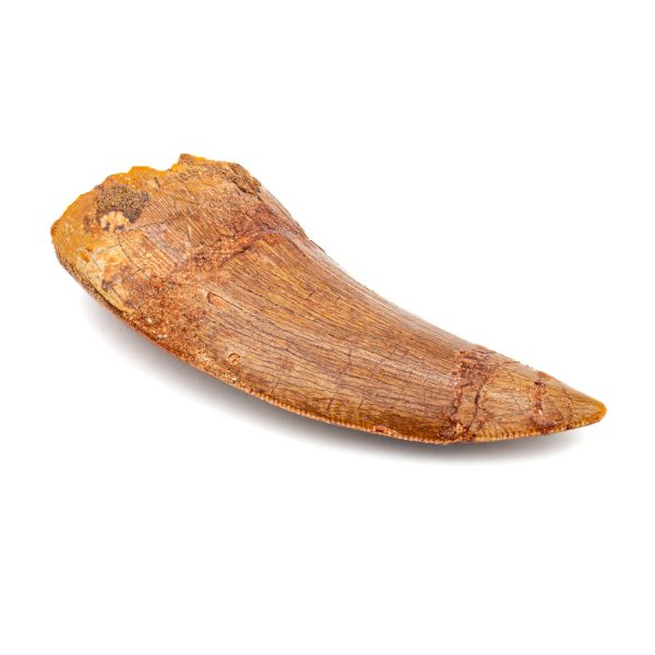 Carcharodontosaurus Tooth - 2.38  Online Hot Sale