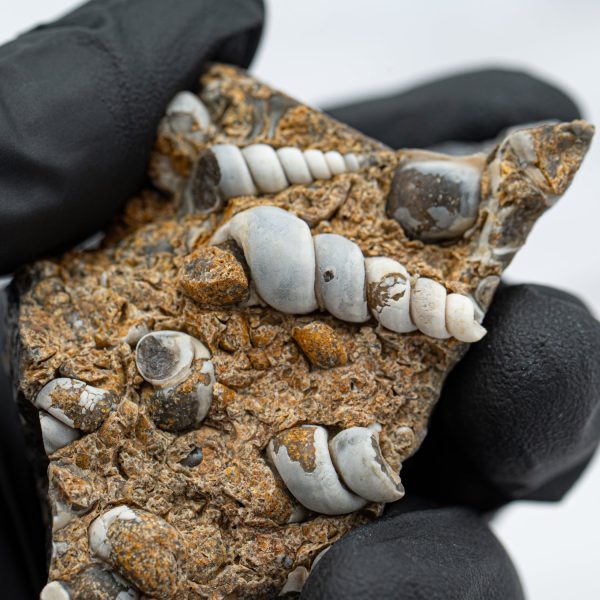 Fossil Snail Clusters Supply - Image 3