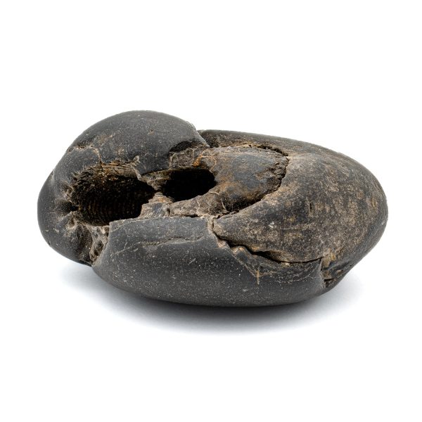 Tethys Ocean Fossil - 2.84  Ammonite Shell For Cheap - Image 3