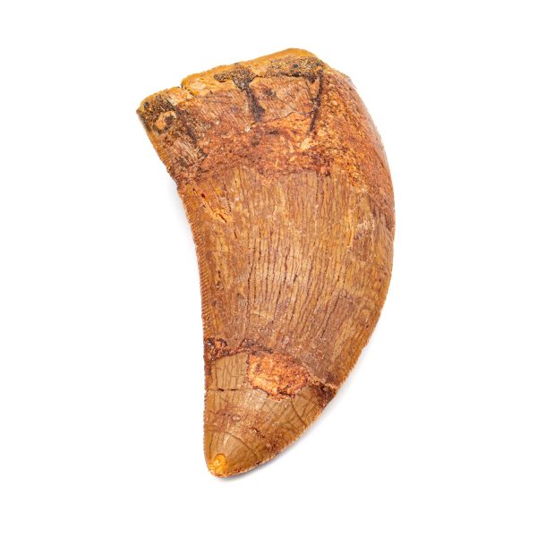 Carcharodontosaurus Tooth - 2.38  Online Hot Sale - Image 2