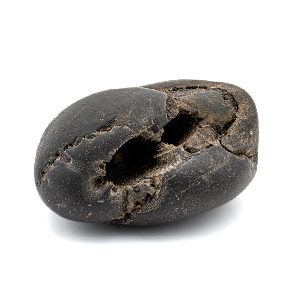 Tethys Ocean Fossil - 2.84  Ammonite Shell For Cheap