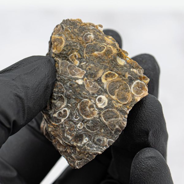 Fossil Snail Clusters Supply - Image 4