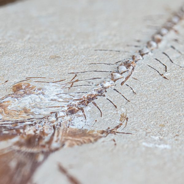 Cretaceous Era Fossil - Nematonotus 7.63  - Sannine Formation For Cheap - Image 2